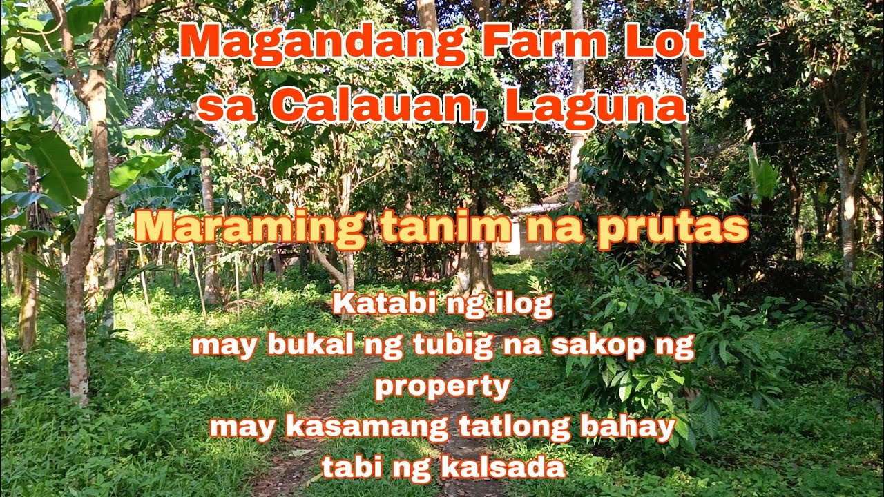 (P# 761) May bukal at tabi ng ilog 2.3 hectares Farm Lot @ 700/sqm net price in Calauan, Laguna
