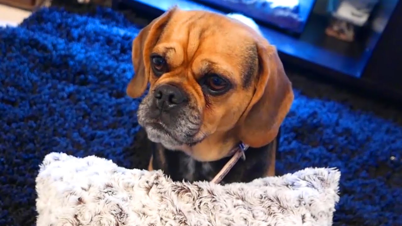SquiddyVlogs - NEW DOG?! [36]