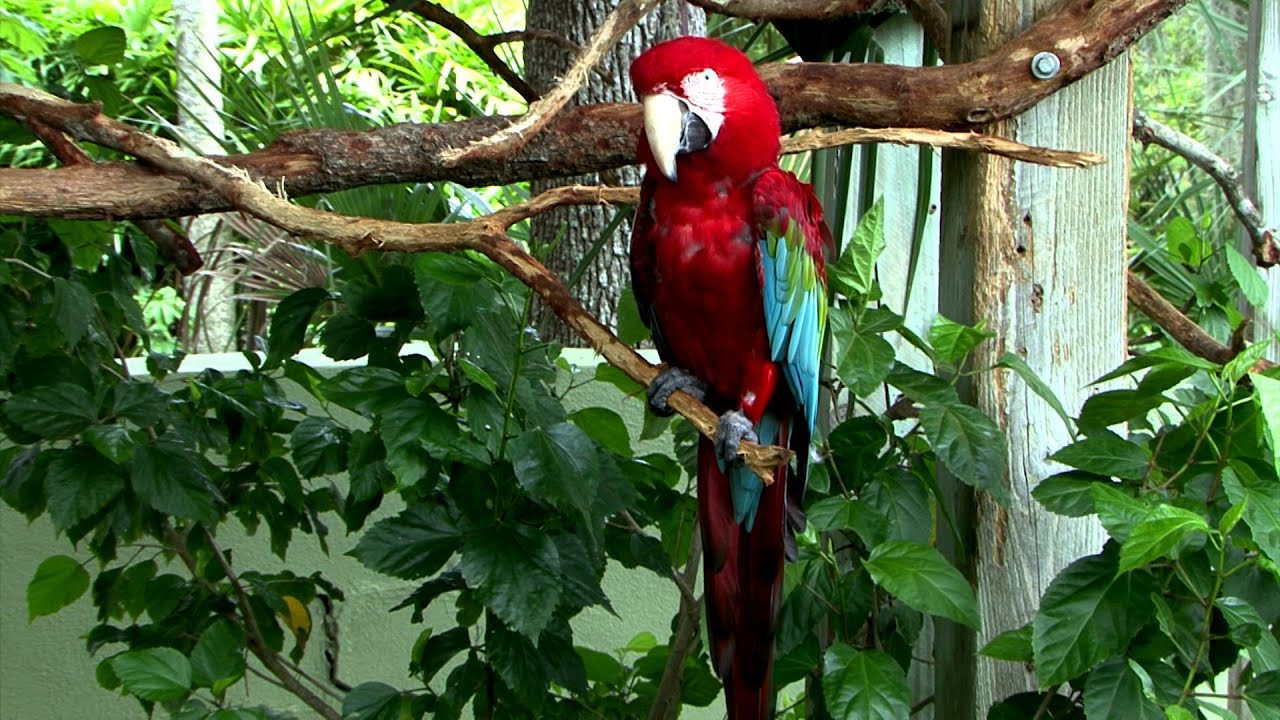 Watch Large Colorful Tropical Birds - The Perfect Screensaver