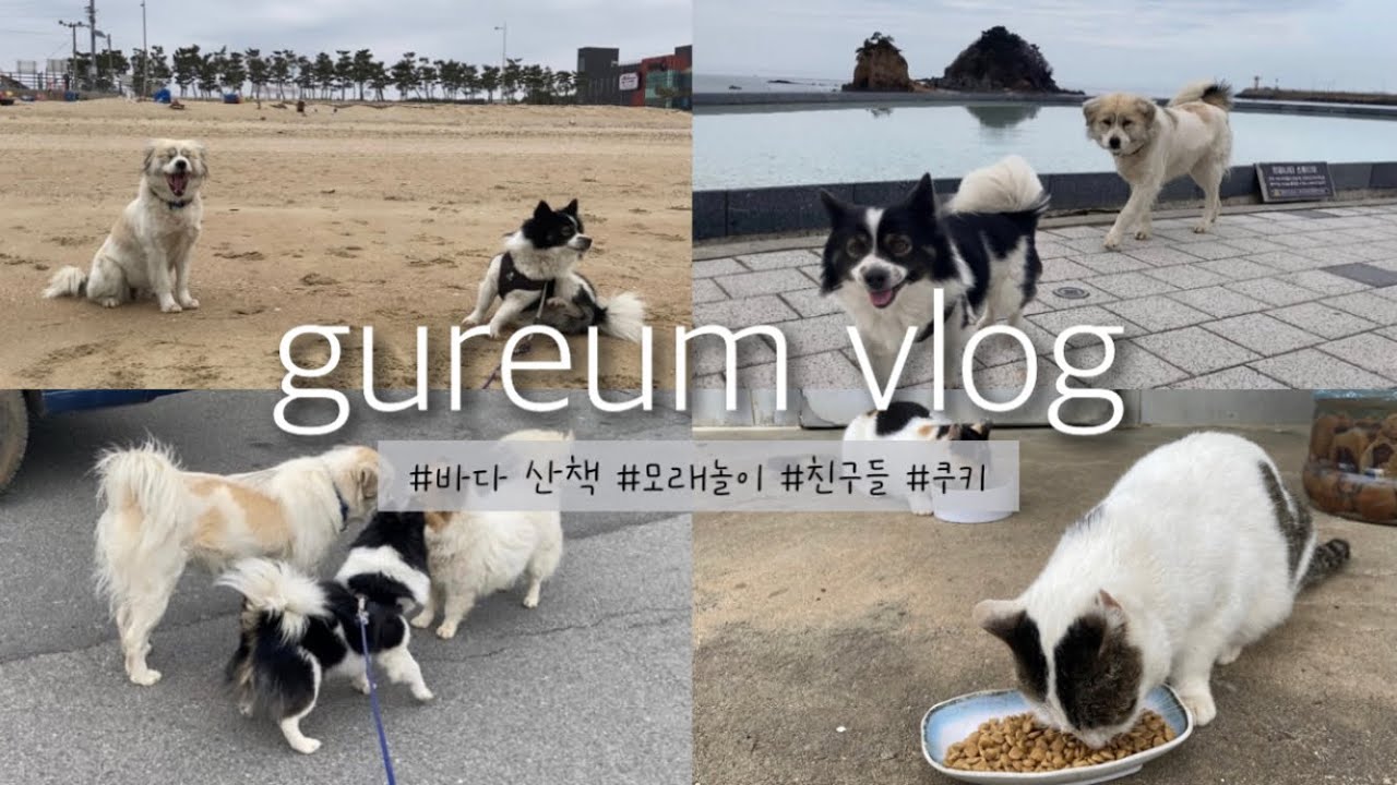  구름이랑 산책하기 ☁️🐶 |  꽃지해수욕장 산책, 모래놀이, 친구들 | 🌊🐕🐩🐶🐾 | 쿠키출연🐈🍪