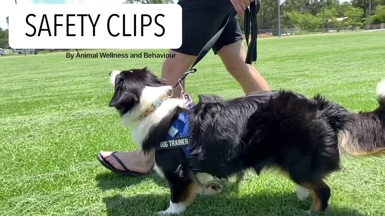 SAFETY CLIPS by AW&B - Stop your dog from slipping out of their harness or collar!!!