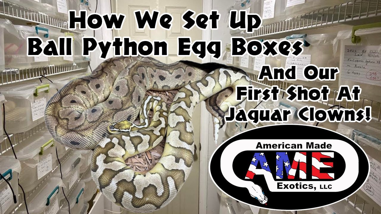 Setting Up Ball Python Egg Boxes With First Clutches of 2023 and Shots At Jaguar Clowns!!!  AME V1