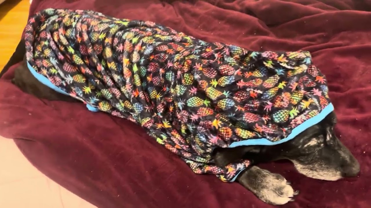 See The Features Of This Dog Sweater!