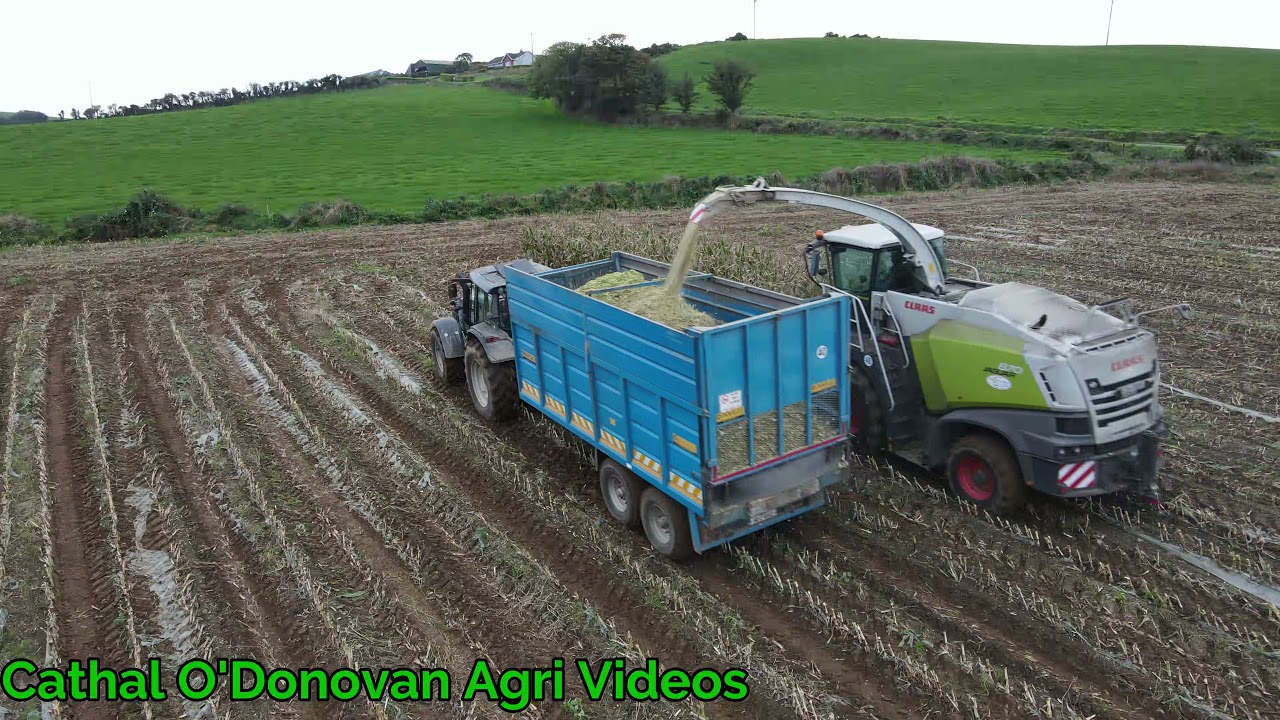 Denny Mac Maize 2021 In Dunmore West Cork
