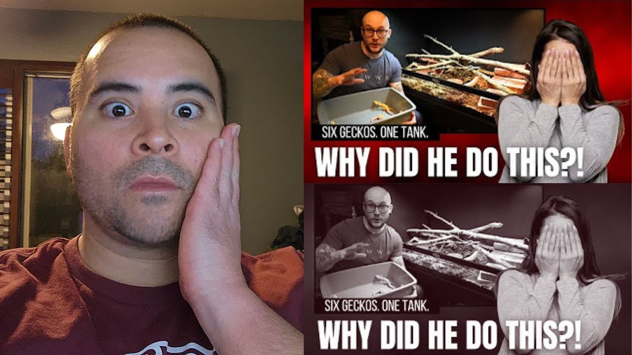 My reaction to REBECCA'S reaction to WICKENS leopard gecko video!