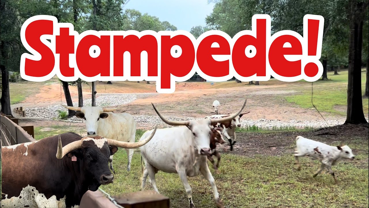 Stampede at LHL