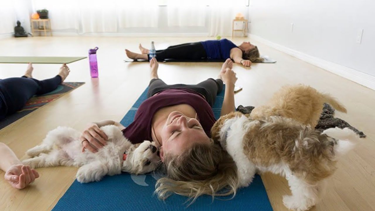 Toronto's ultimate puppy yoga experience