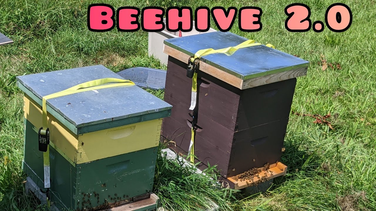 Modified Beehive for Treatment-free Beekeeping