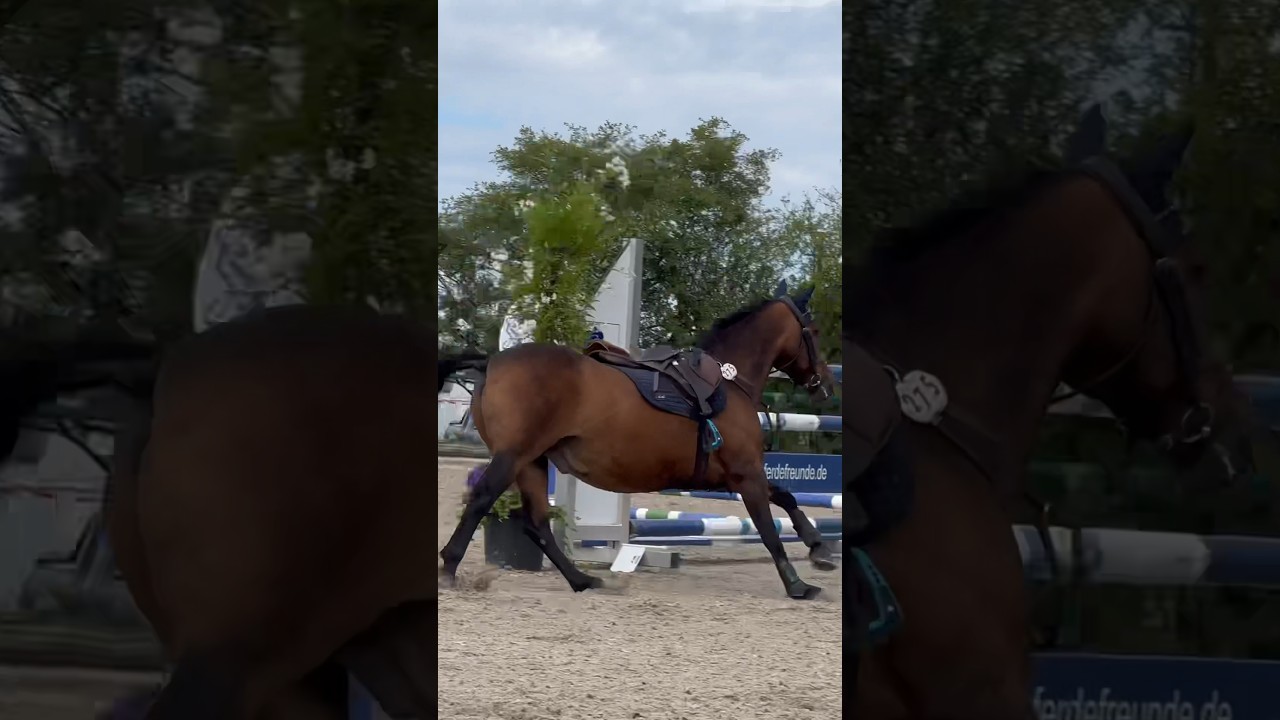 Nichts passiert 🥵. Wir waren Zuschauer   #reiten #pferd #pony #horse #bayern #pferde #springreiten