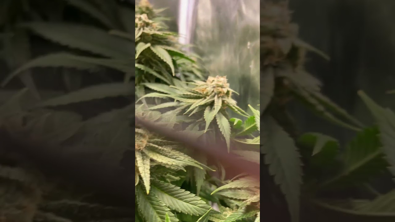 Runtz muffin by Barneysfarm other pheno is producing crazy amounts of trichomes. Flower day 44