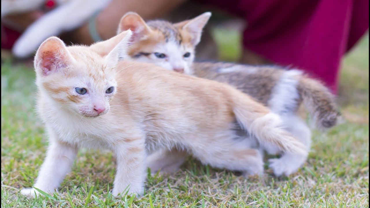 Adorable Kittens Frolic with Bunnies, Puppies, Baby Cows & Mice – Cute Animal Sounds