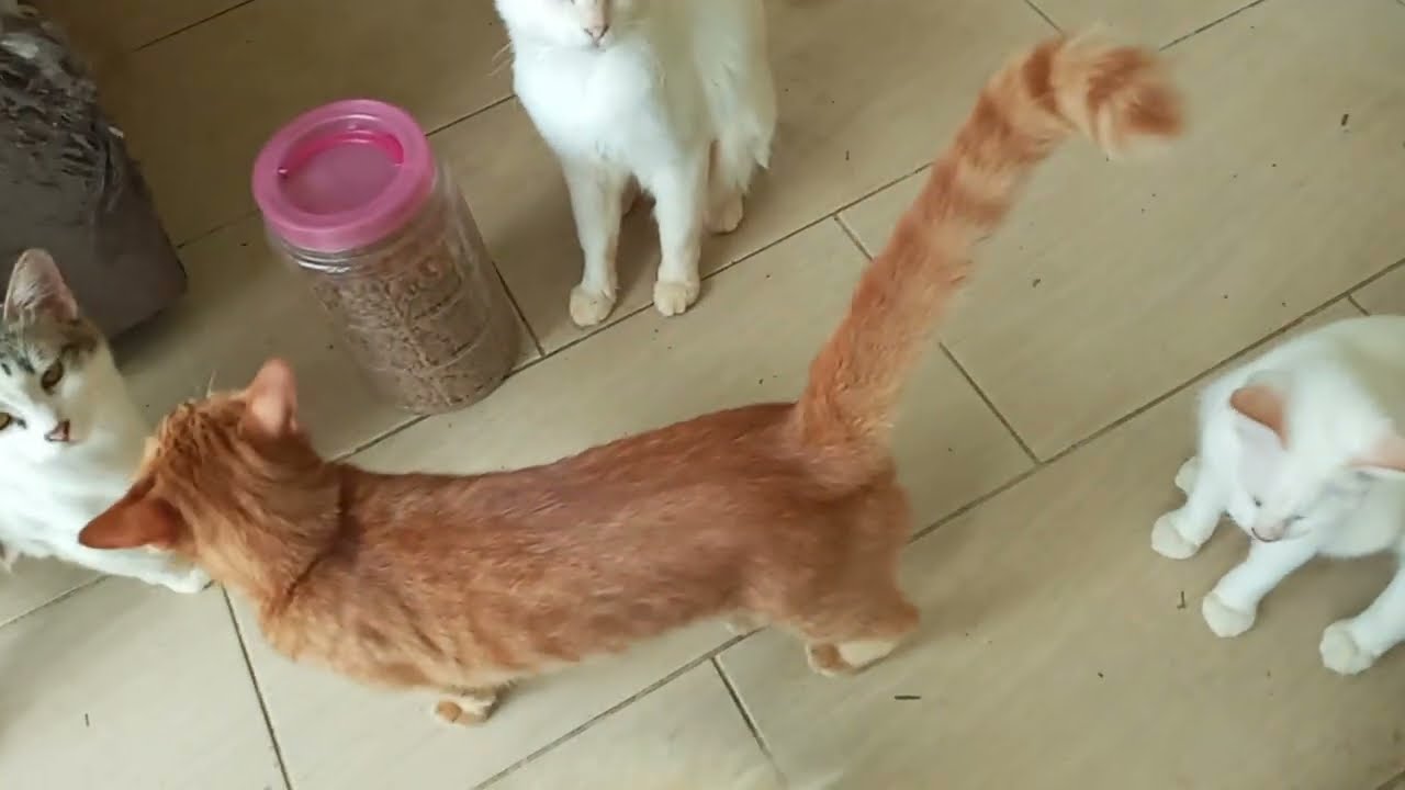 Cats & kittens are 846 & 755 & 681 & 598 & 497 & 480 & 432 & 356 & 241 & 203 & 103 & 263 &197 &95&61