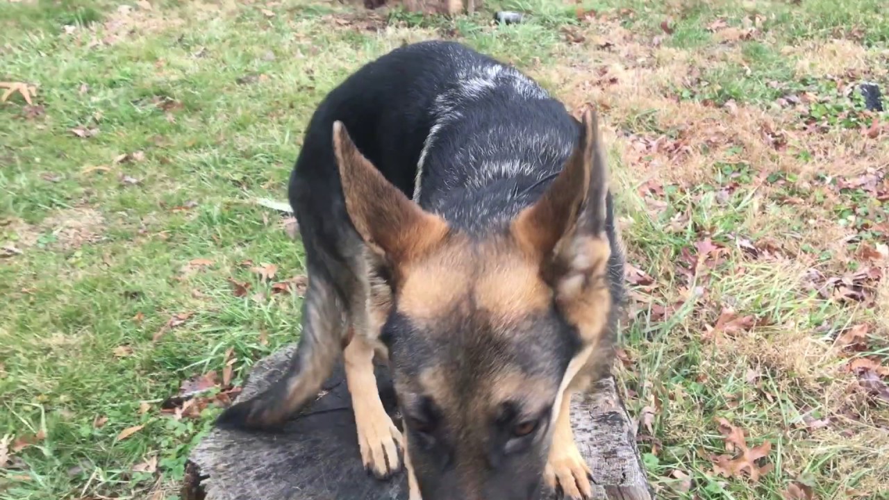 6-Month Old German Shepherd, Scout!  German Shepherd Dog Training | Off Leash K9 Training