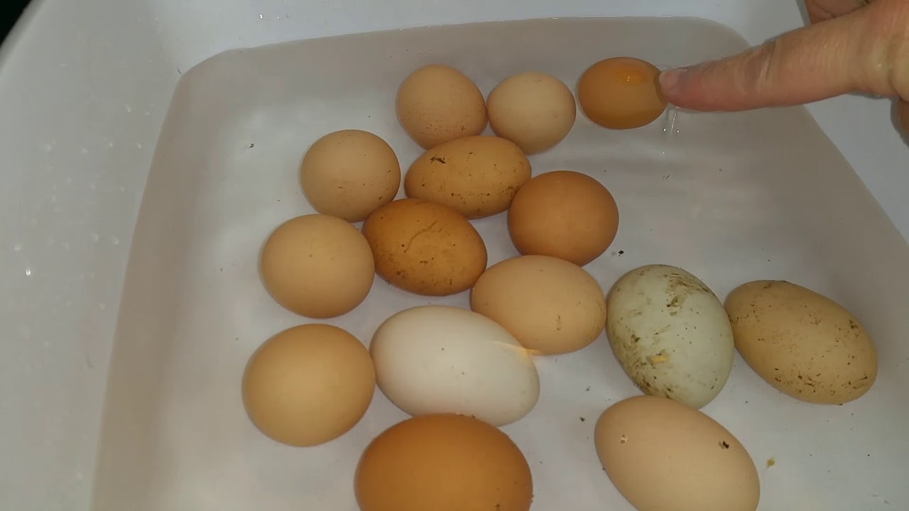 #farm #fresh #Eggs                                   Washing Your Farm Fresh Eggs