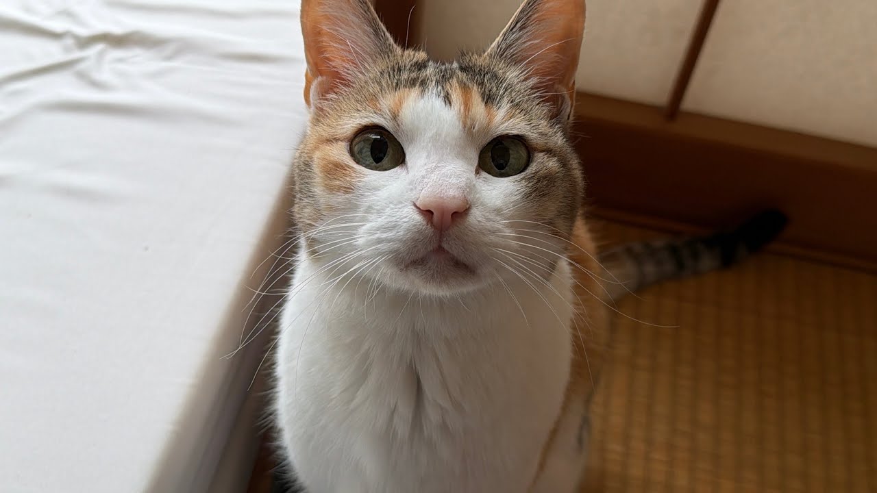 若造スコテッシュの里親になったらおばあちゃん先住猫が生き生きしてきました