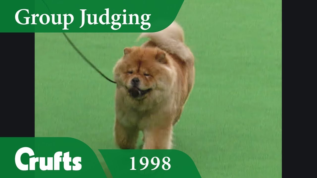 Chow Chow wins Crufts 1998 Utility Group Judging