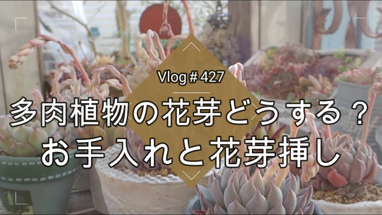 【Vlog427】【多肉植物】多肉植物の花芽どうする？お手入れと花芽挿し【殖やせるチャンス】