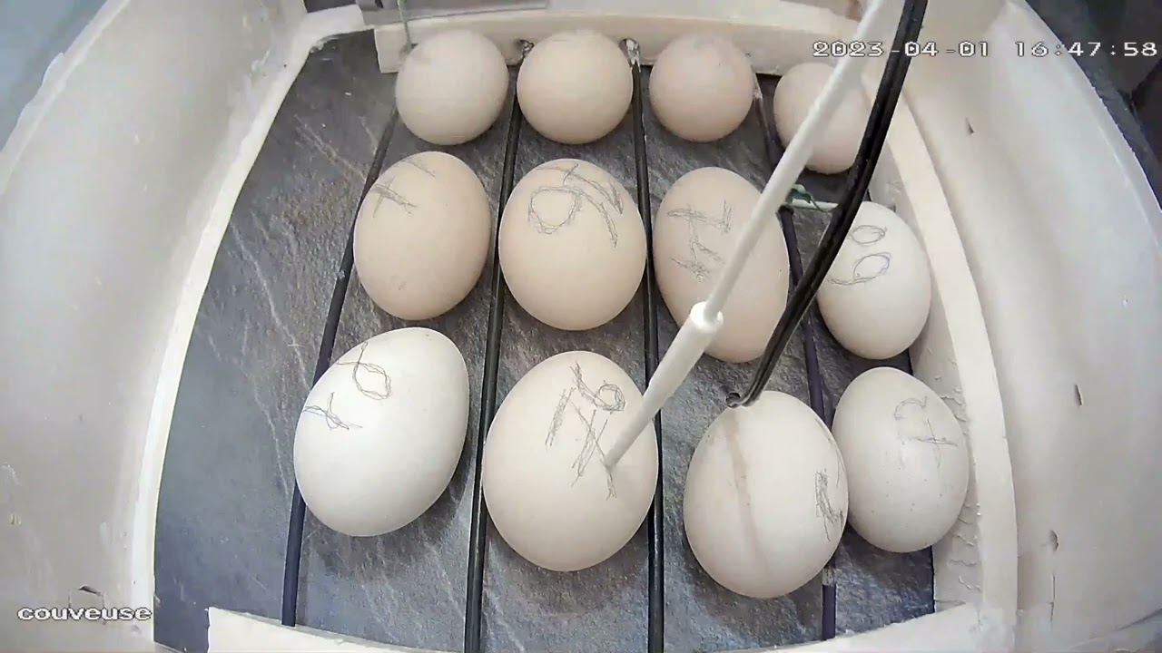 Poussins. 21 jours d’incubation dans ma couveuse maison semi-automatique.