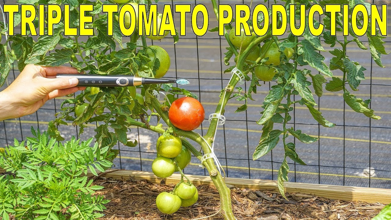 TRIPLE Your TOMATO PRODUCTION With An ELECTRIC TOOTHBRUSH!
