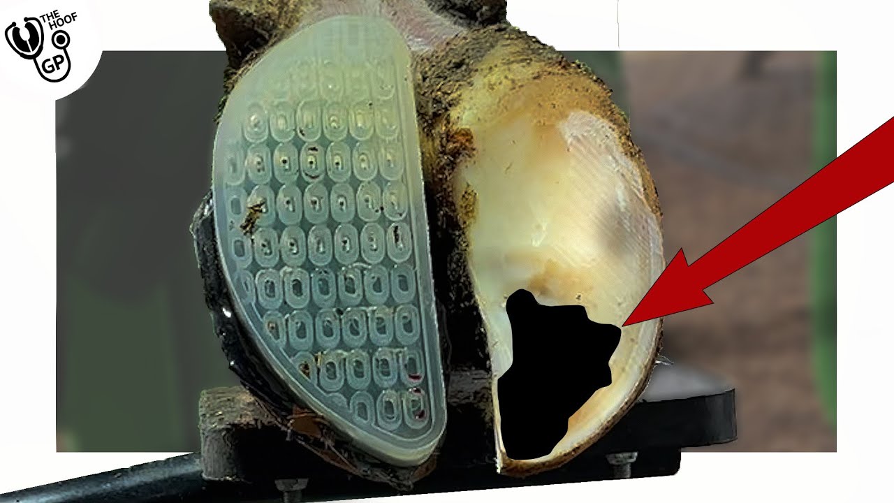 the PUNCTURE in this COW's HOOF caused incredible pain