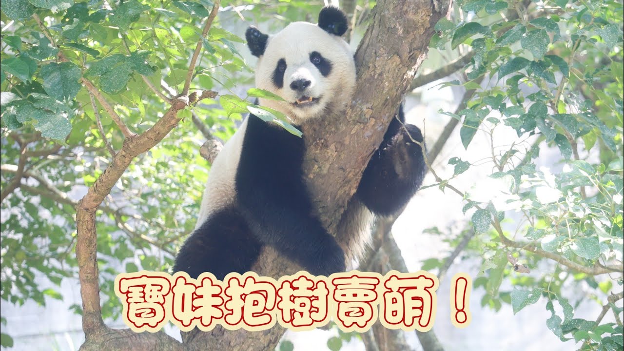 下午點心又慢放，圓寶妹不爽衝上樹氣噗噗！20260115