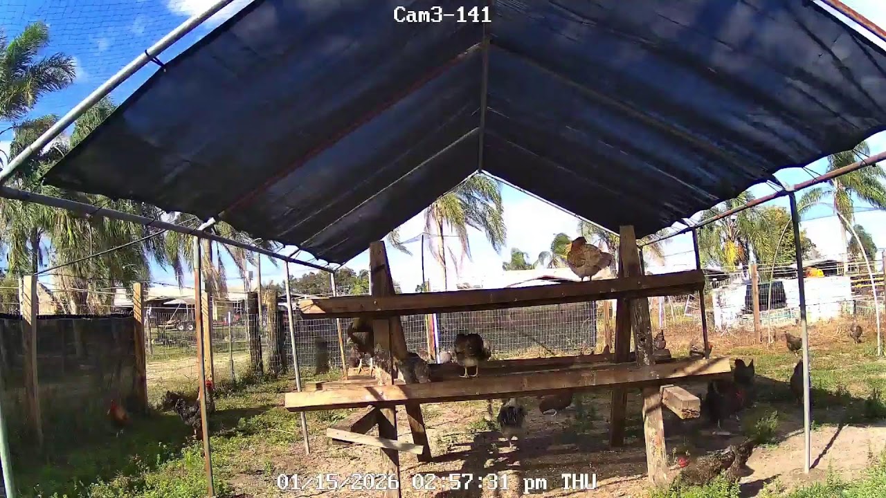 CHICKEN  LIVE CAM