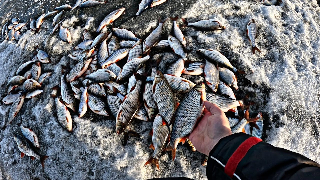 ВЕСЕННЯЯ ПЛОТВА.ТЁПЛОЕ ОЗЕРО,ДЕРЕВНЯ НАХА