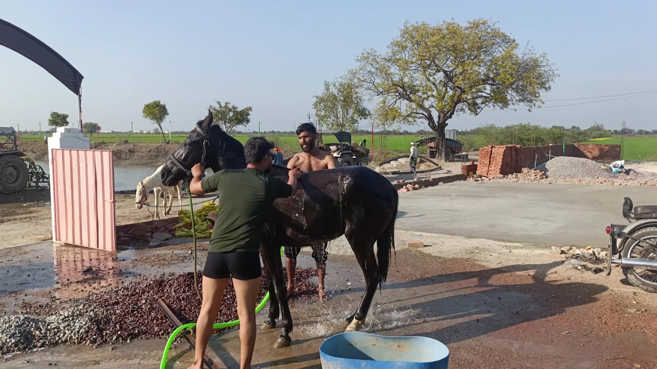 Rani aur sultaan ki dulaayi 