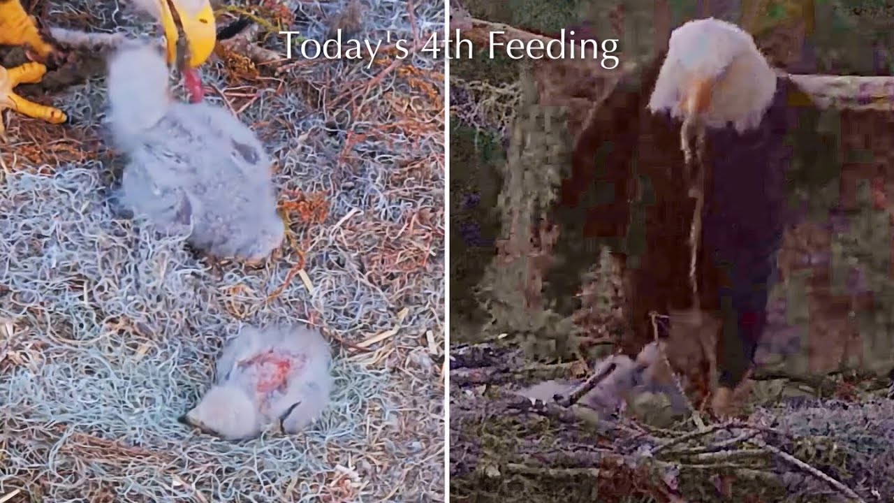 #50🦅🐥13°🐥8°／Winter Park Eagle Nest 2026／Against All Odds:One-Eyed Mom Eagle／by Winter Park Eagle Cam