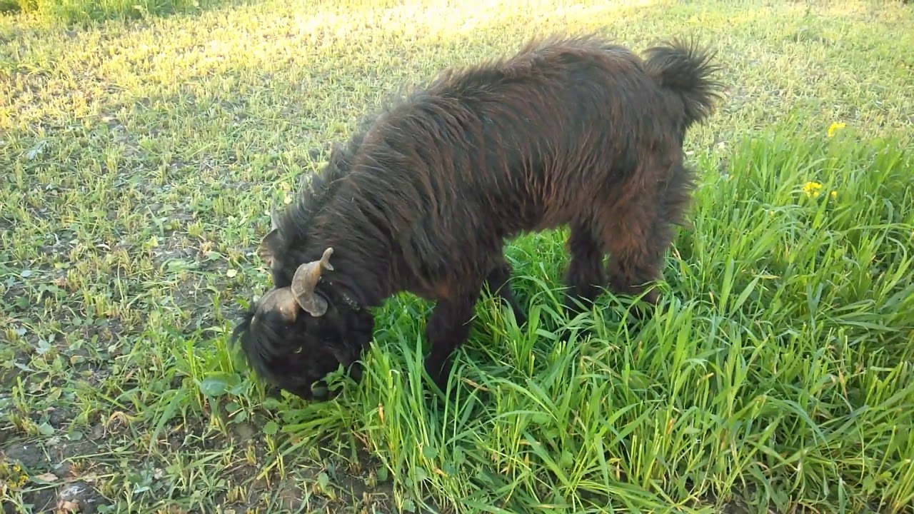DDP Breed Buck - 25 Litre Milk Producing DDP Breed Goat Complete Documentary