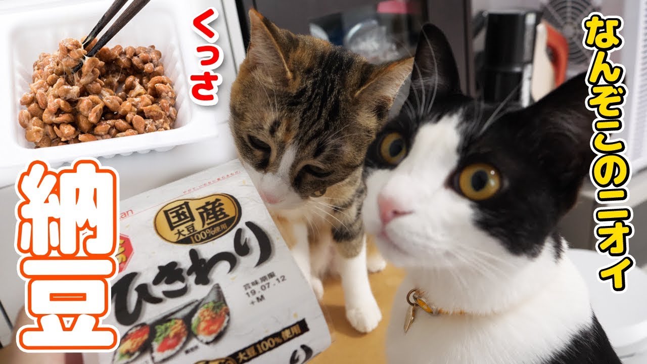 はじめて納豆を見た猫、予想外の爆食い