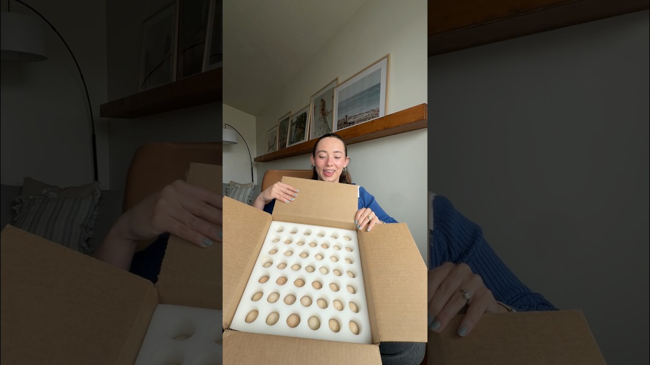 Я купила оплодотворенные яйца🐣 День 0 Давайте распакуем яйца кекликов и вместе выведем птенцов! #...
