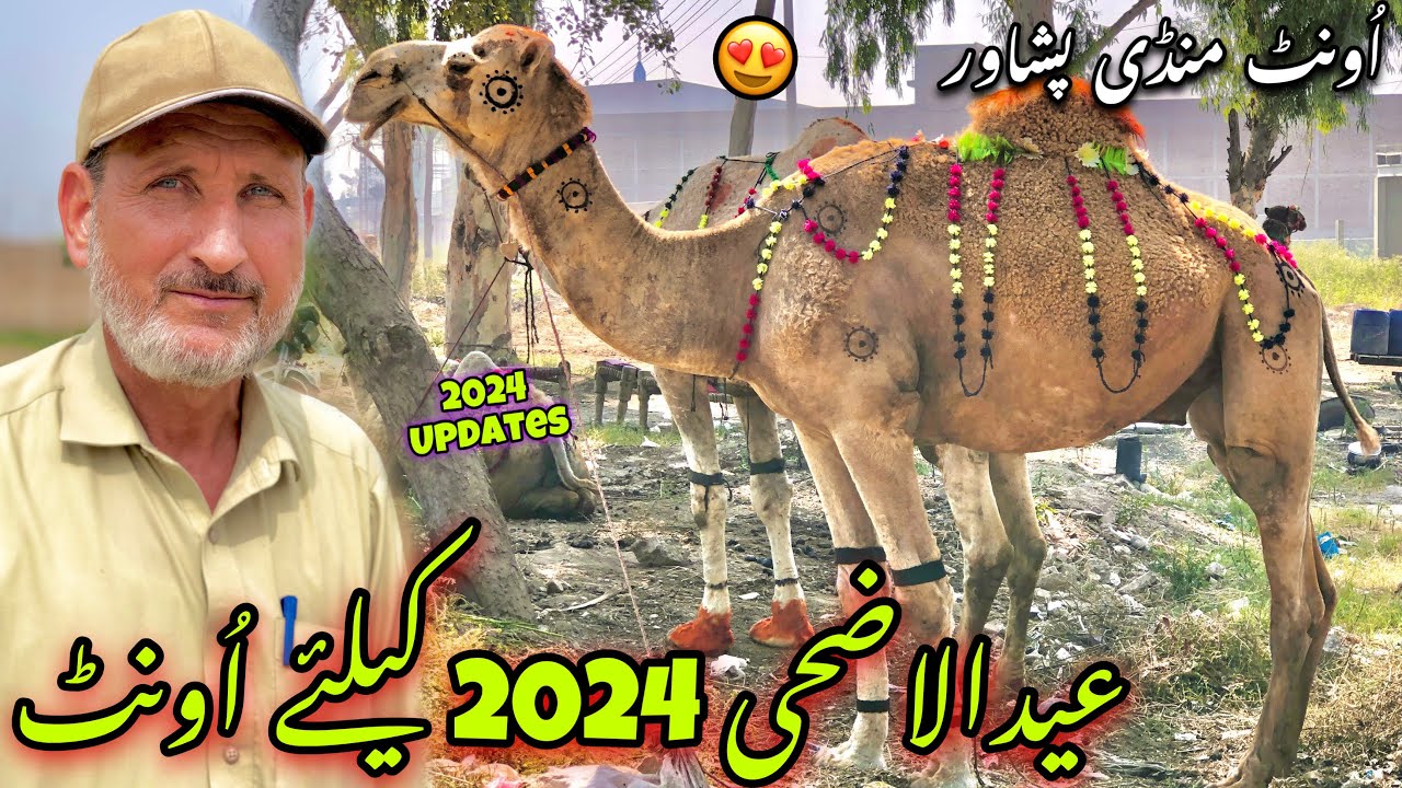 Camel Mandi Peshawar New Updates 13/6/2024 | Eid Ul Azha Qurbani 2024 | Khyber Social Tv