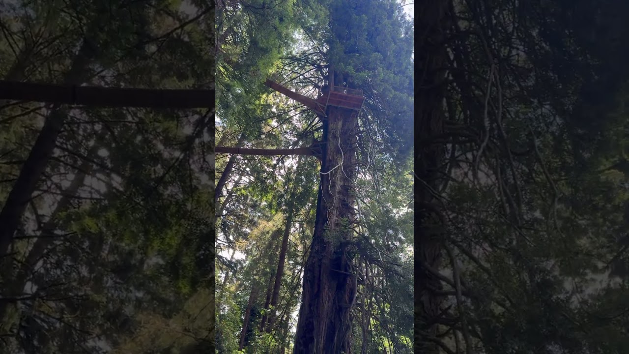 You won&rsquo;t believe what&rsquo;s hidden in this forest 🌲