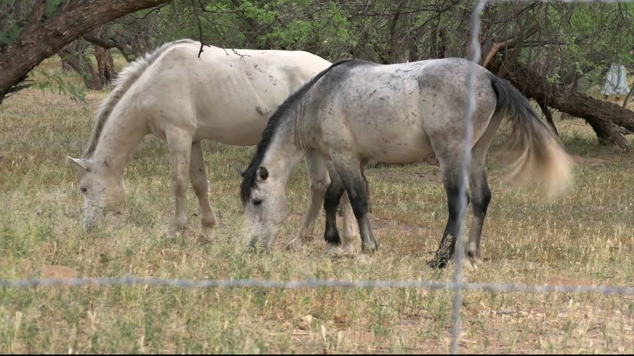 Alpine Horses | Cronkite News