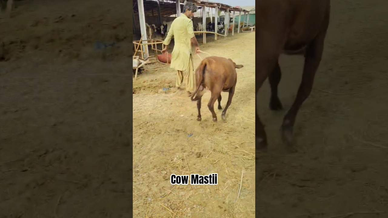 Female Cow 