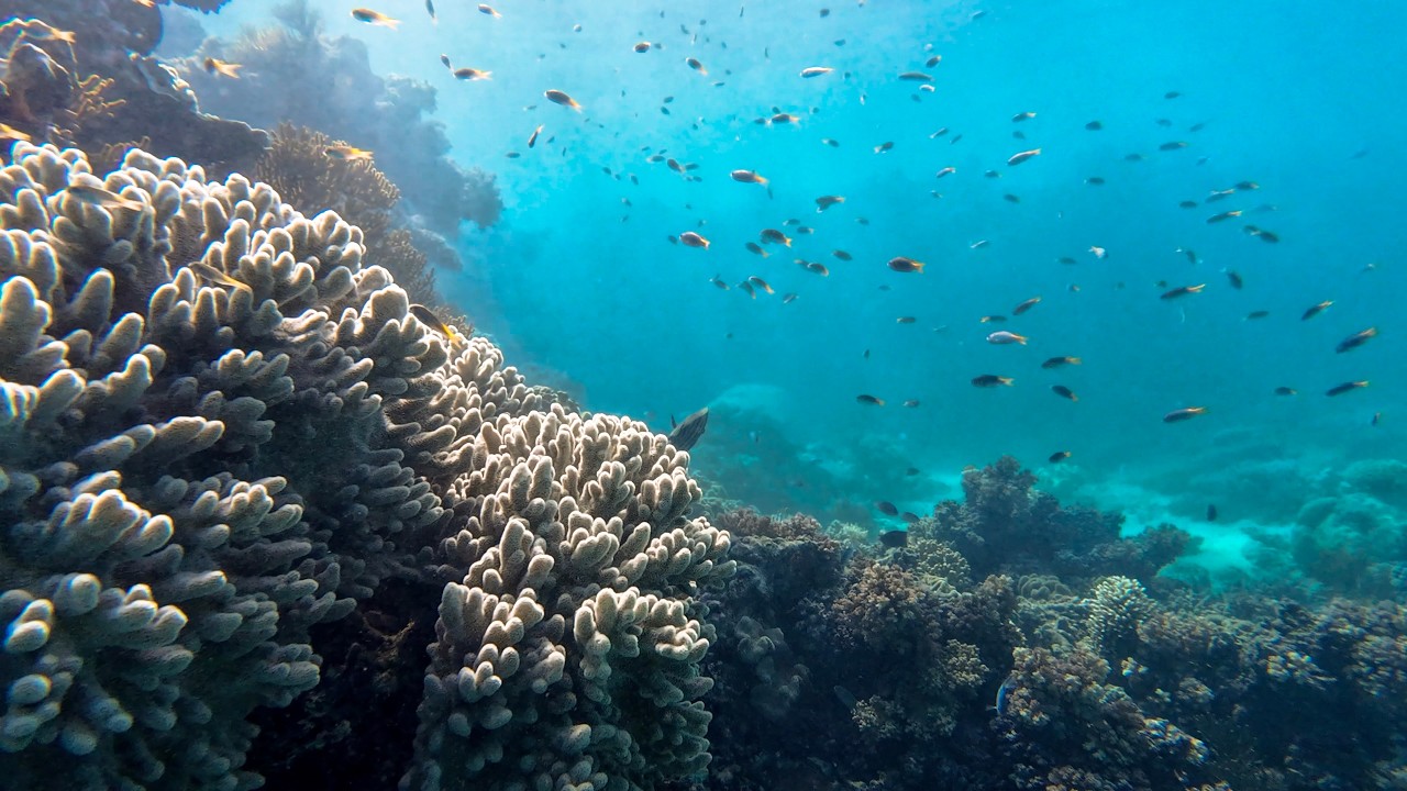 Incredible Snorkeling in the Outer Great Barrier Reef