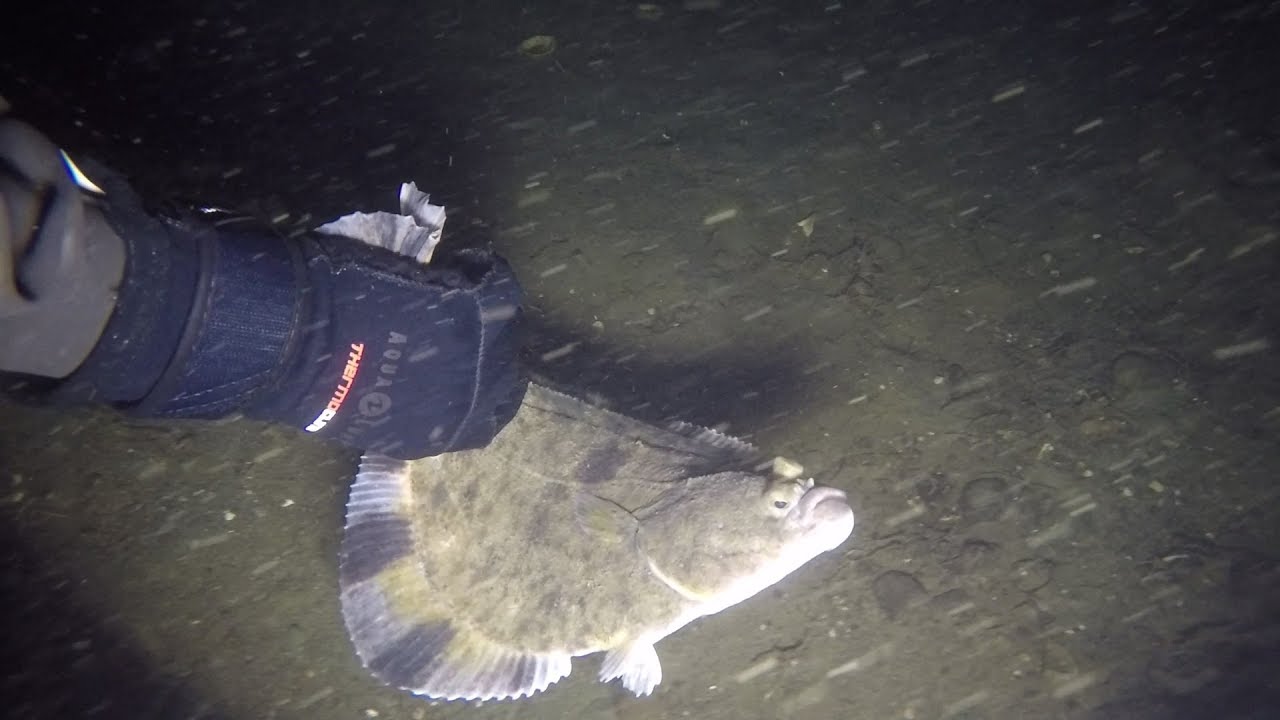 Scuba Dive West Wall Fox Island, WA