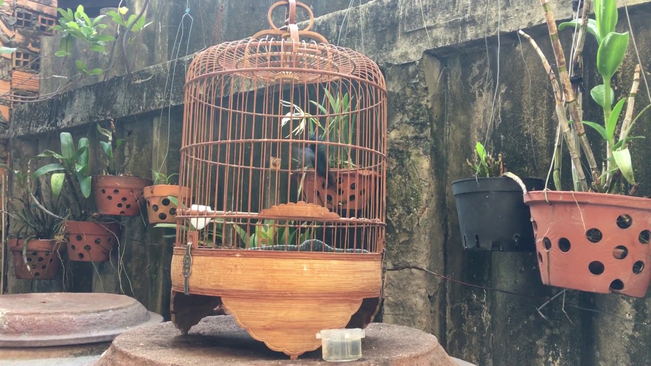 Copper throated sunbird singing in cages (come from Vietnam)