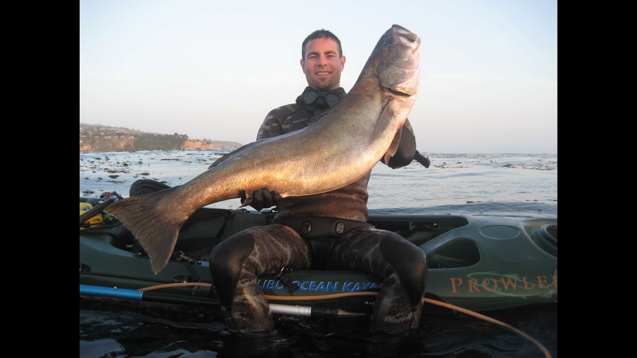 So-Cal Spearfishing White Seabass by Dan Silveira.mov