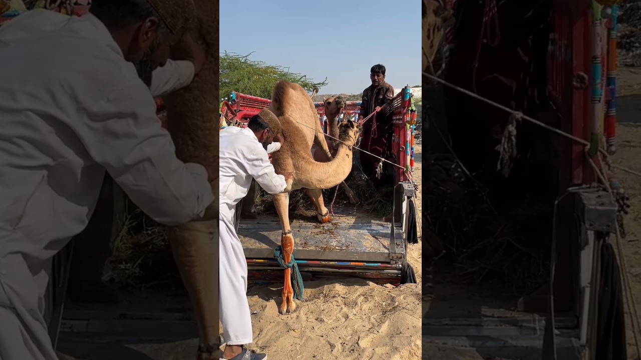وضعوك في الشاحنة وأخذوك إلى الريف.