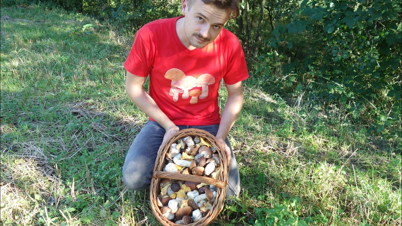 PRAWDZIWKI, podgrzybki i kurki
