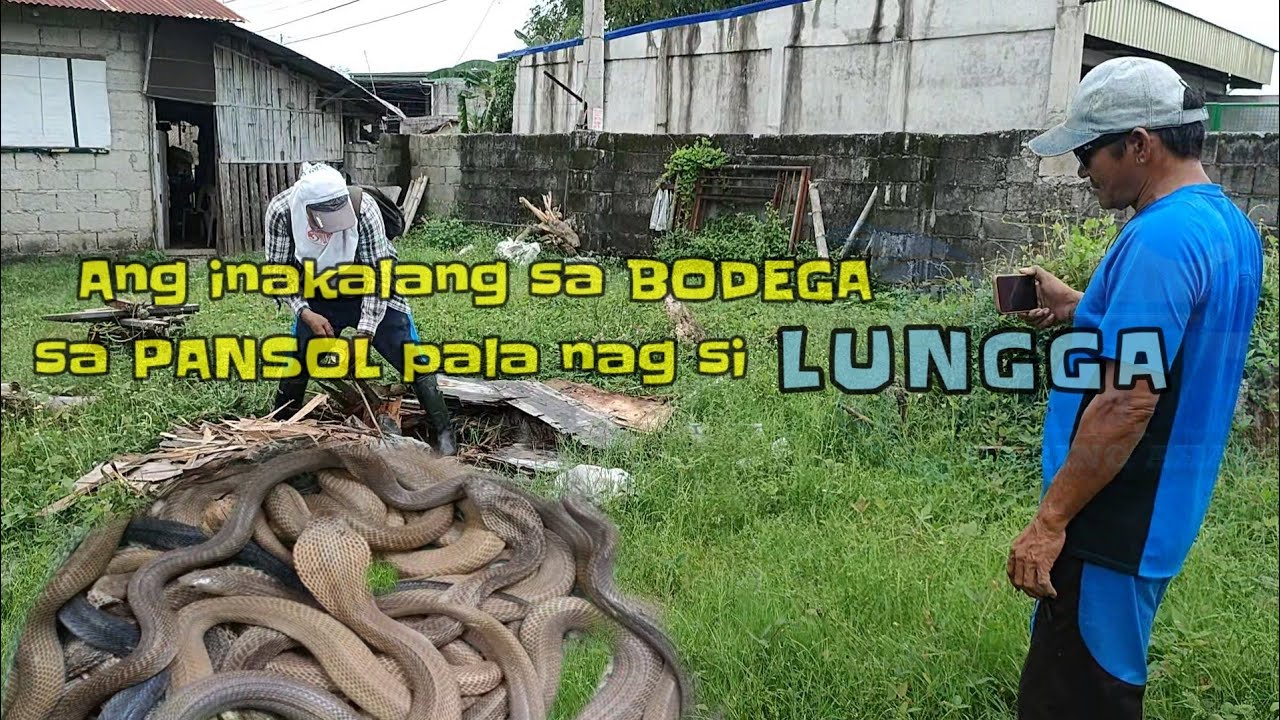 Ang inakalang sa bodega sa pansol pala nag si lungga | zuma haring ahas