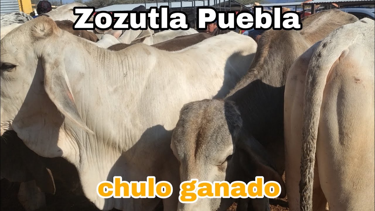 Ganado pesado en esta plaza ganadera / Zozutla Puebla
