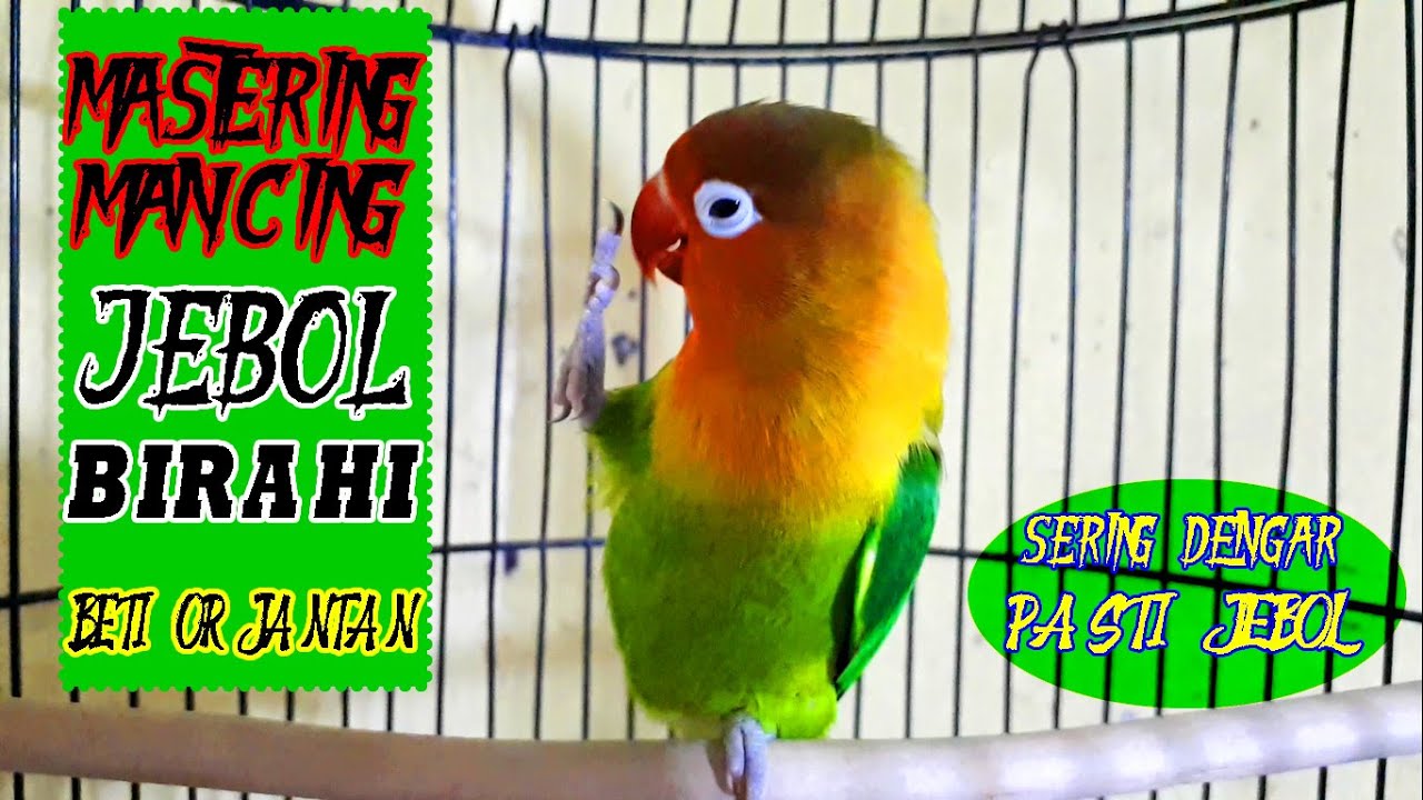 SERING DENGAR PASTI JEBOL BIRAHINYA MAU JANTAN ATAU BETINA | Yang Punya Lovebird ini Masterannya !!!
