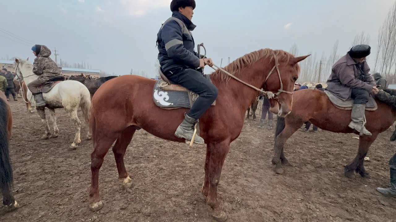 КУРШАБ ЖЫЛКЫ БАЗАРЫ 💪🏻#байтв 