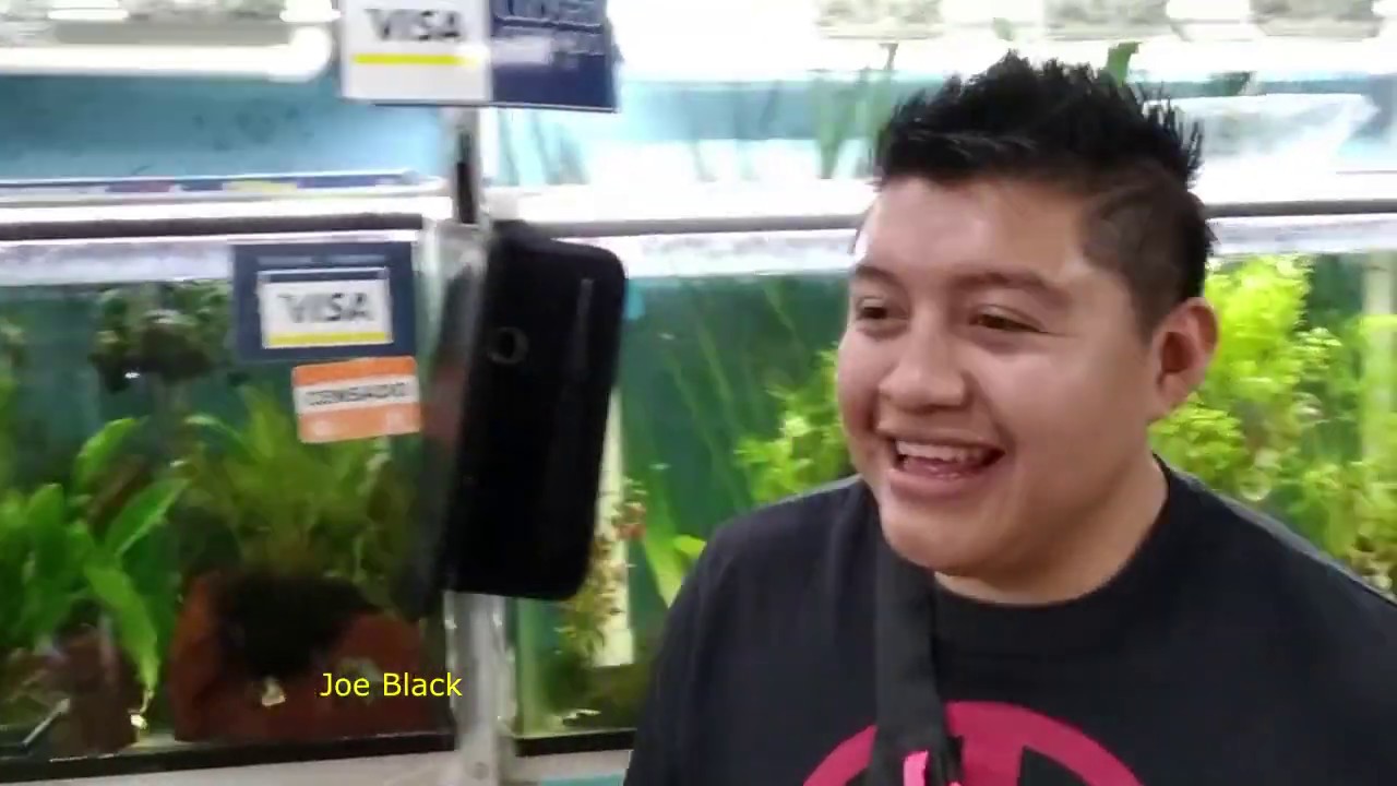 Mini Estanque Plantas Acuaticas Jacinto de Agua Mercado de Peces.