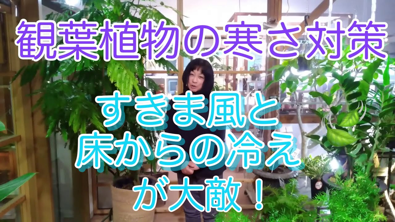 2021/02/06観葉植物の寒さ対策　すきま風　（再編集済み）