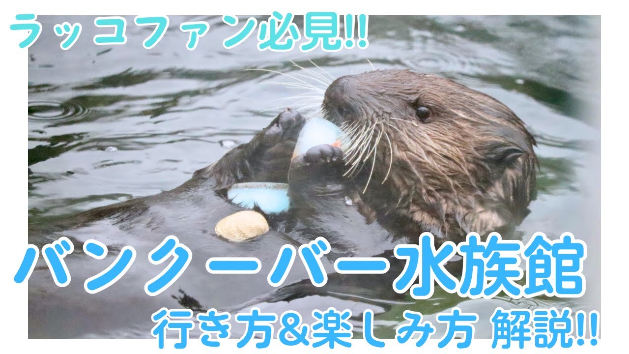 ラッコファン必見！ バンクーバー水族館 大解説🦦