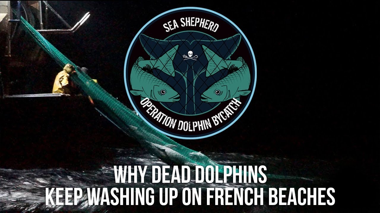Why Dead Dolphins Keep Washing Up on French Beaches